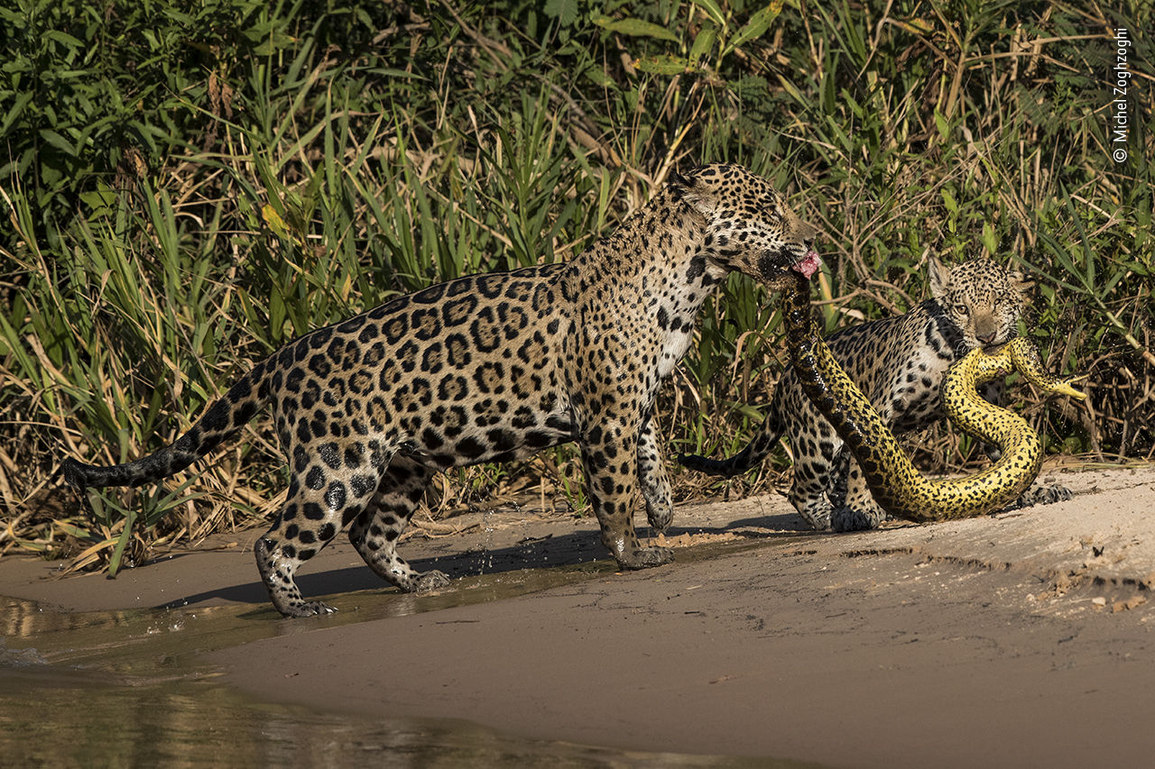 Jaguars
